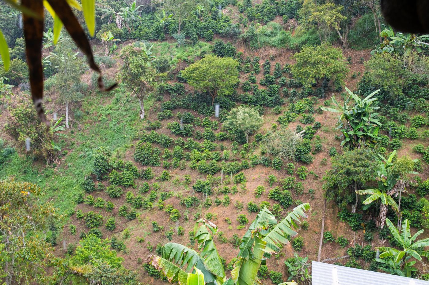 Coffee trees on a Caicedo hillside