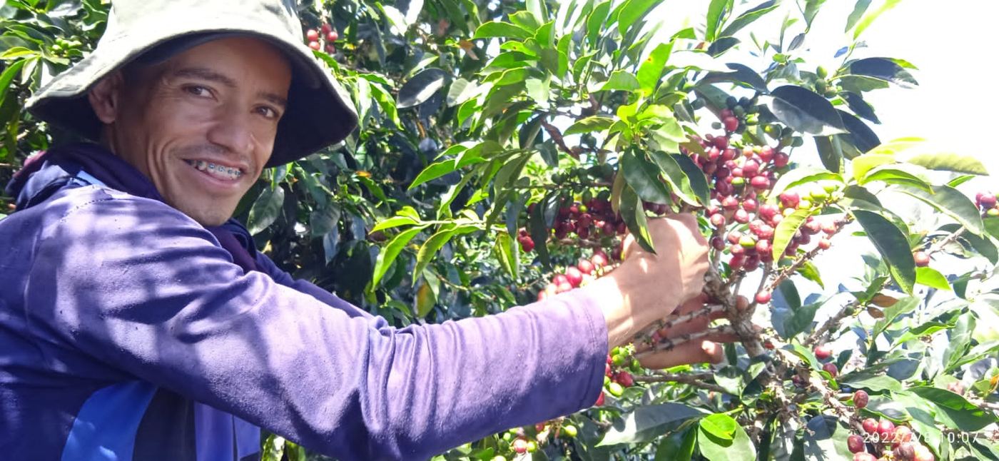 A picker at harvest